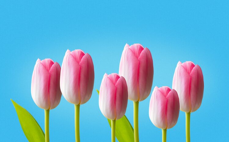  Spring Cleaning Your English: Refresh Your Learning for the New Season