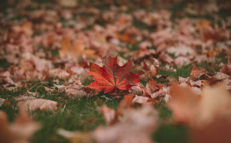  British Autumn Vocabulary: 12 Words and Expressions for Everyday Conversation