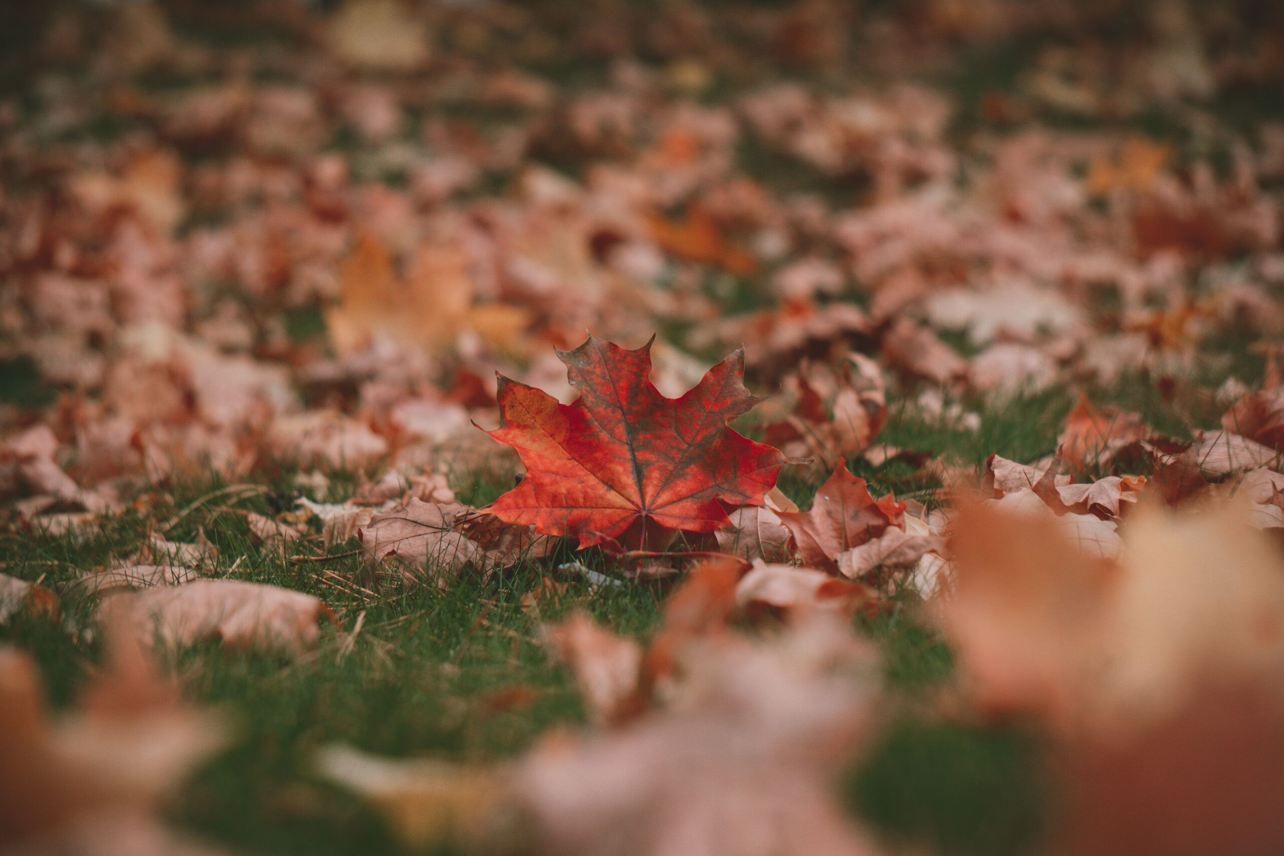 12 useful words and expressions for talking about autumn.